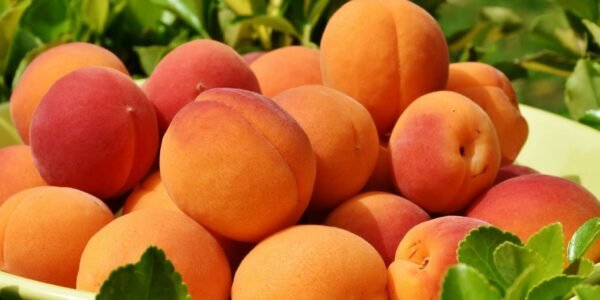 apricots_fruit_ripe_grass_110411_2560x1024